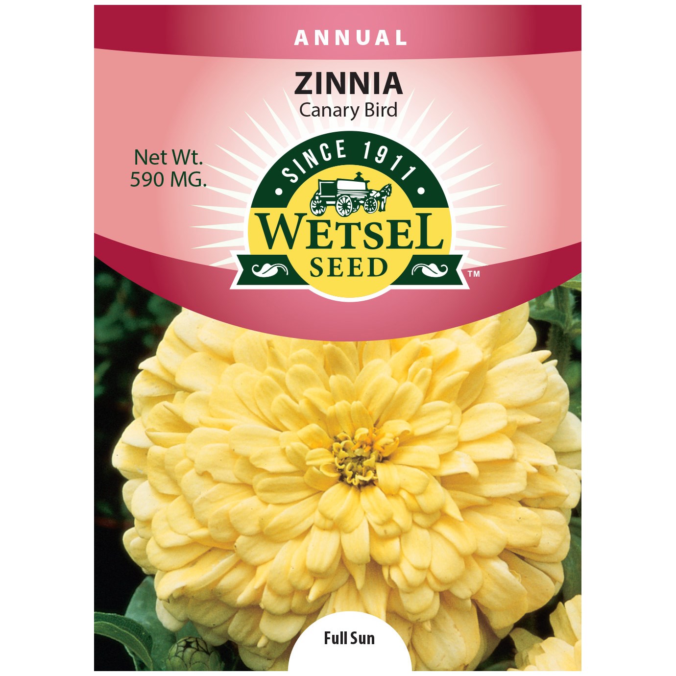 Zinnia, Canary Bird 590mg — priced per each; minimum 5; multiples of 5