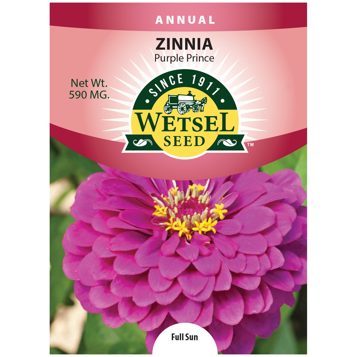 Zinnia, Purple Prince 590mg — priced per each; minimum 5; multiples of 5