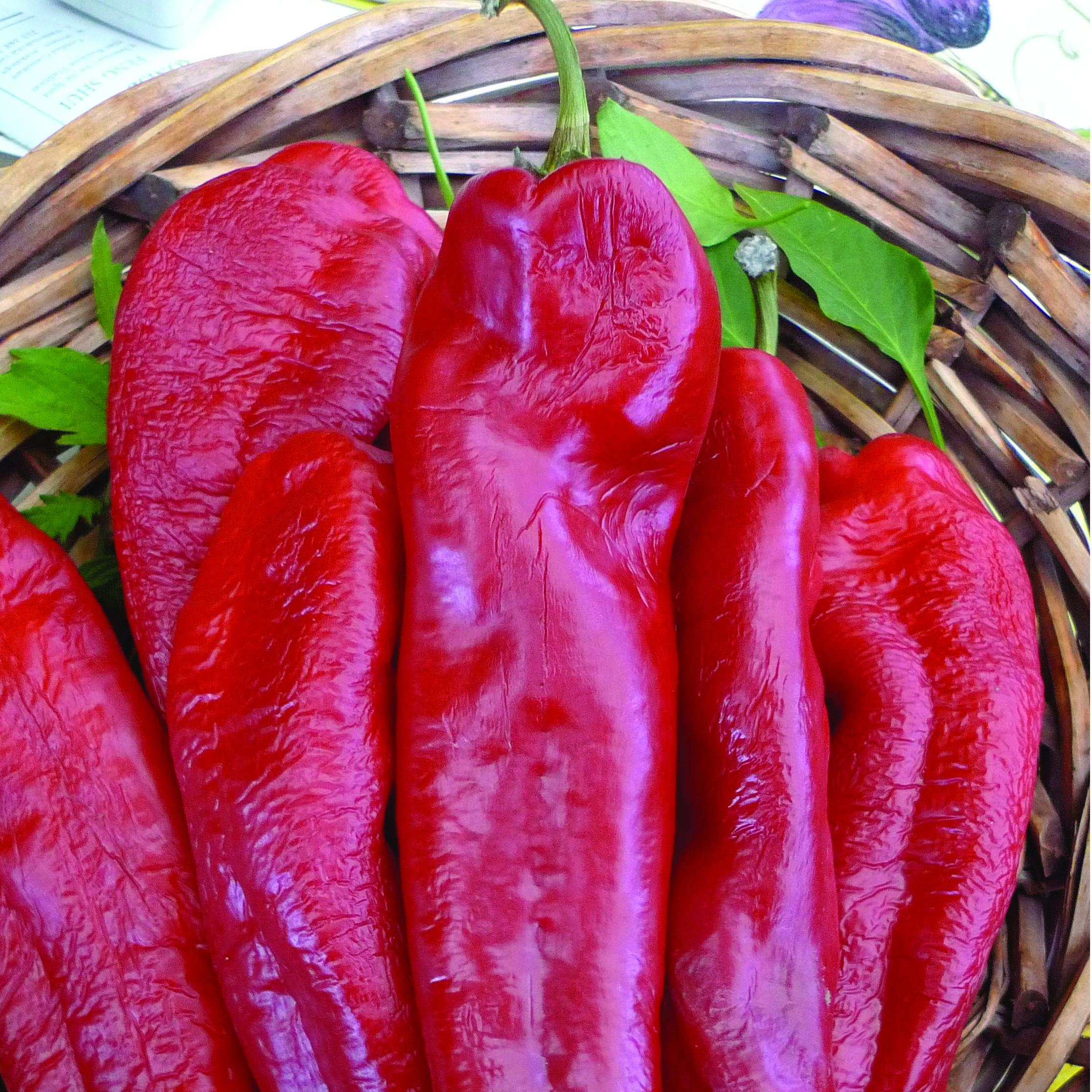 Peppers, Bhut Jolokia 100 Seed Count