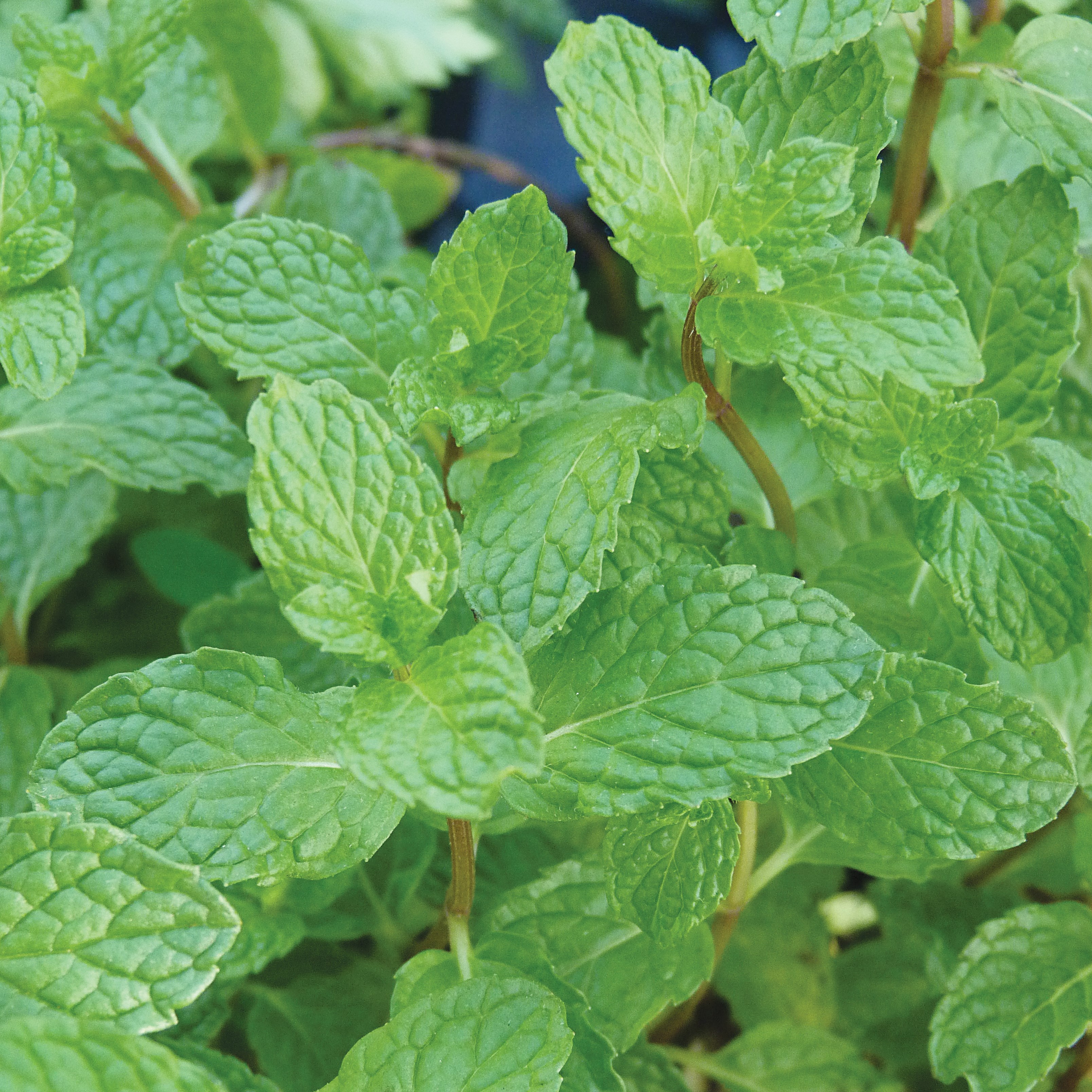 Peppermint 1/16oz