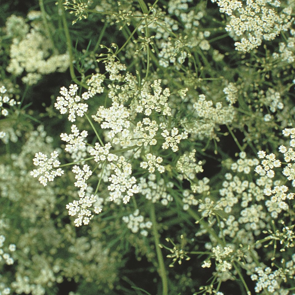 Cumin 1/16oz