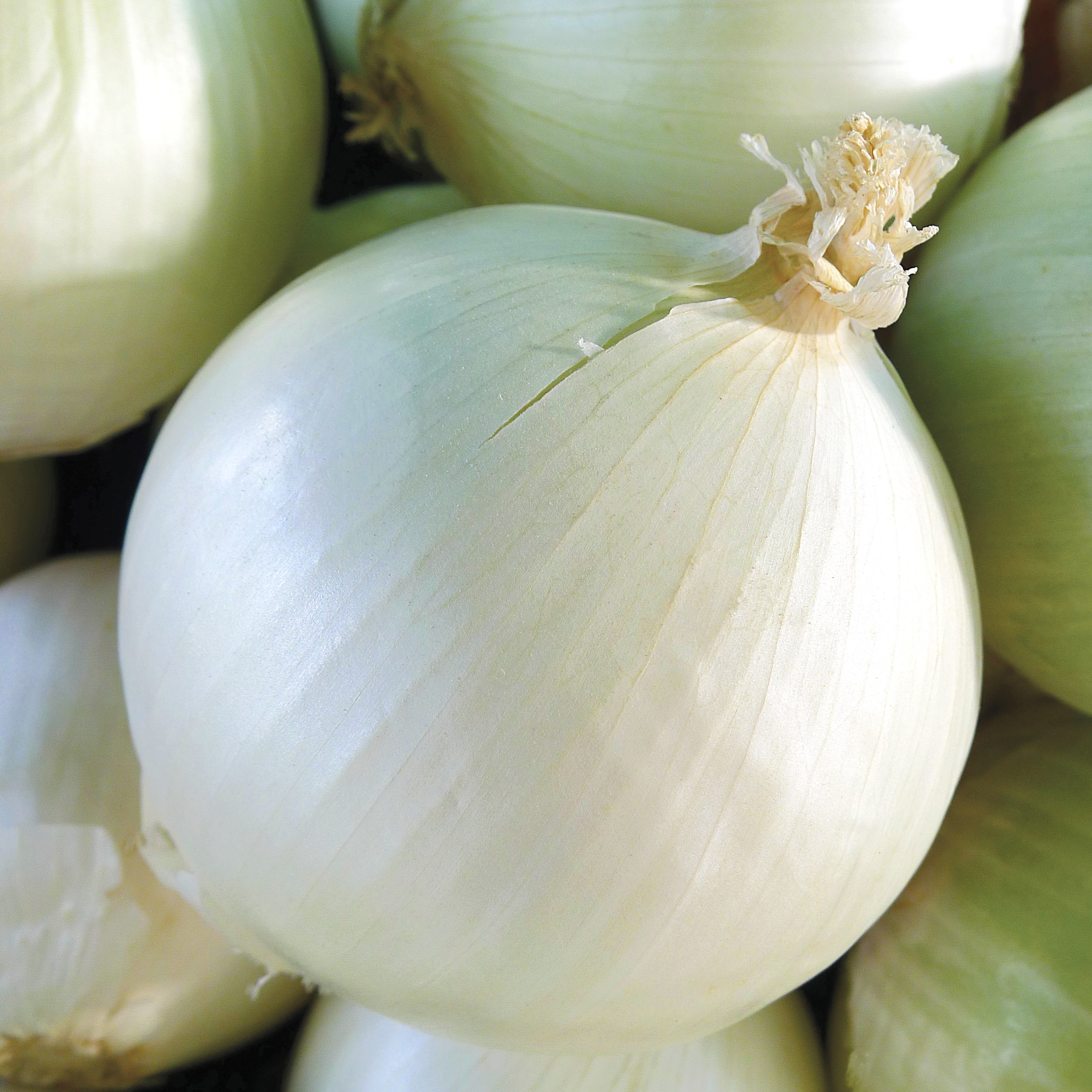 Onion, White Sweet Spanish 5000 Seed Count