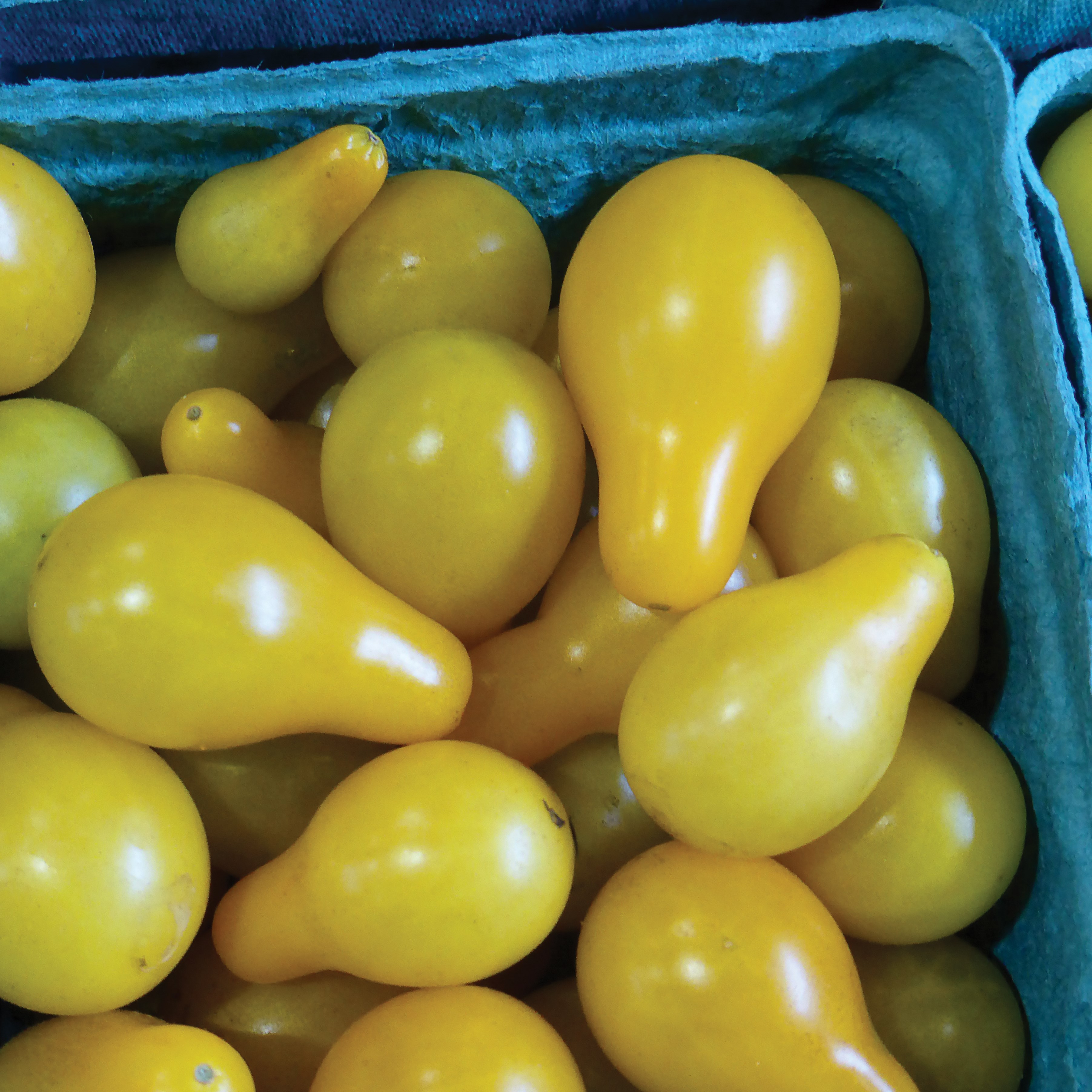 Tomato, Yellow Pear 1000 Seed Count