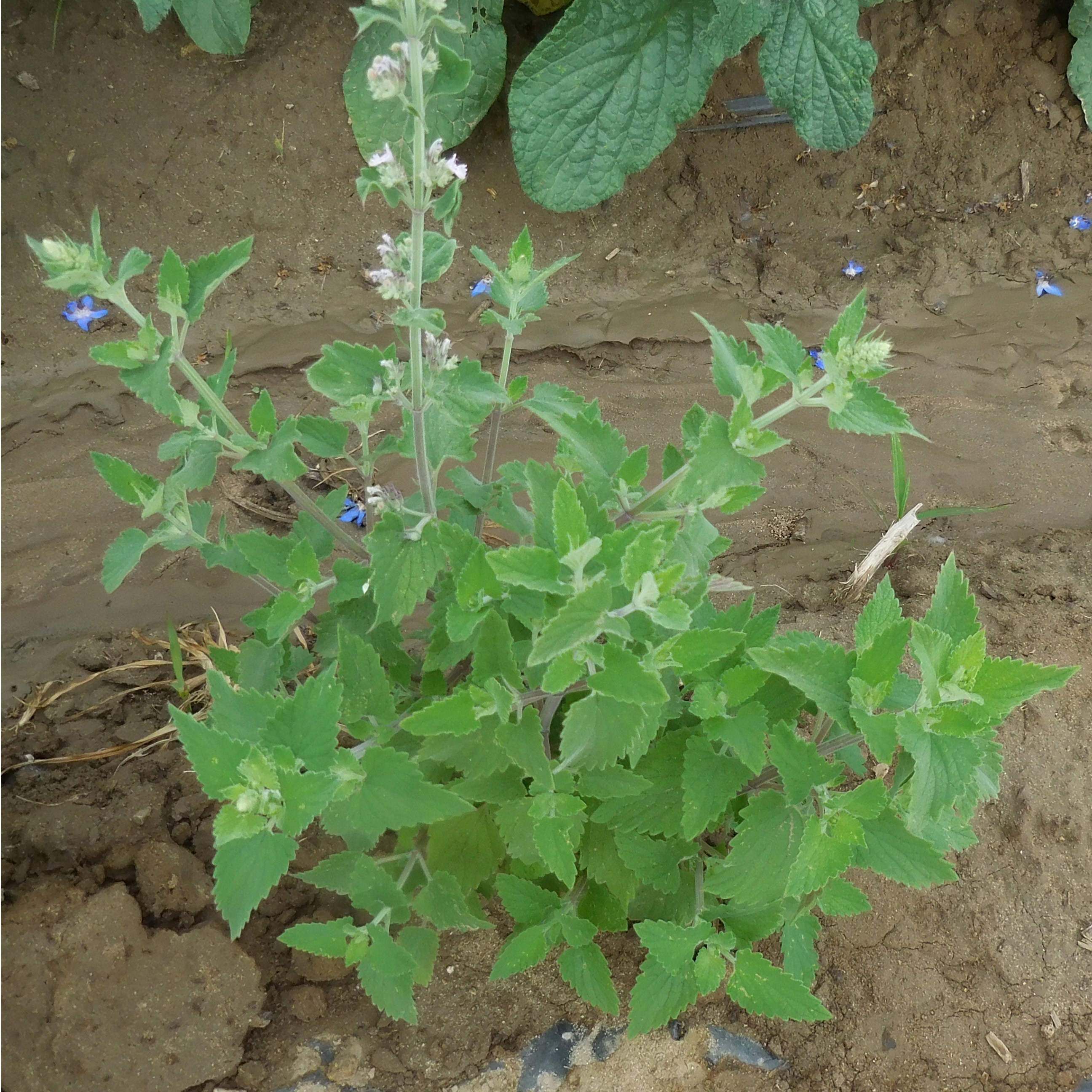 Catnip 1oz