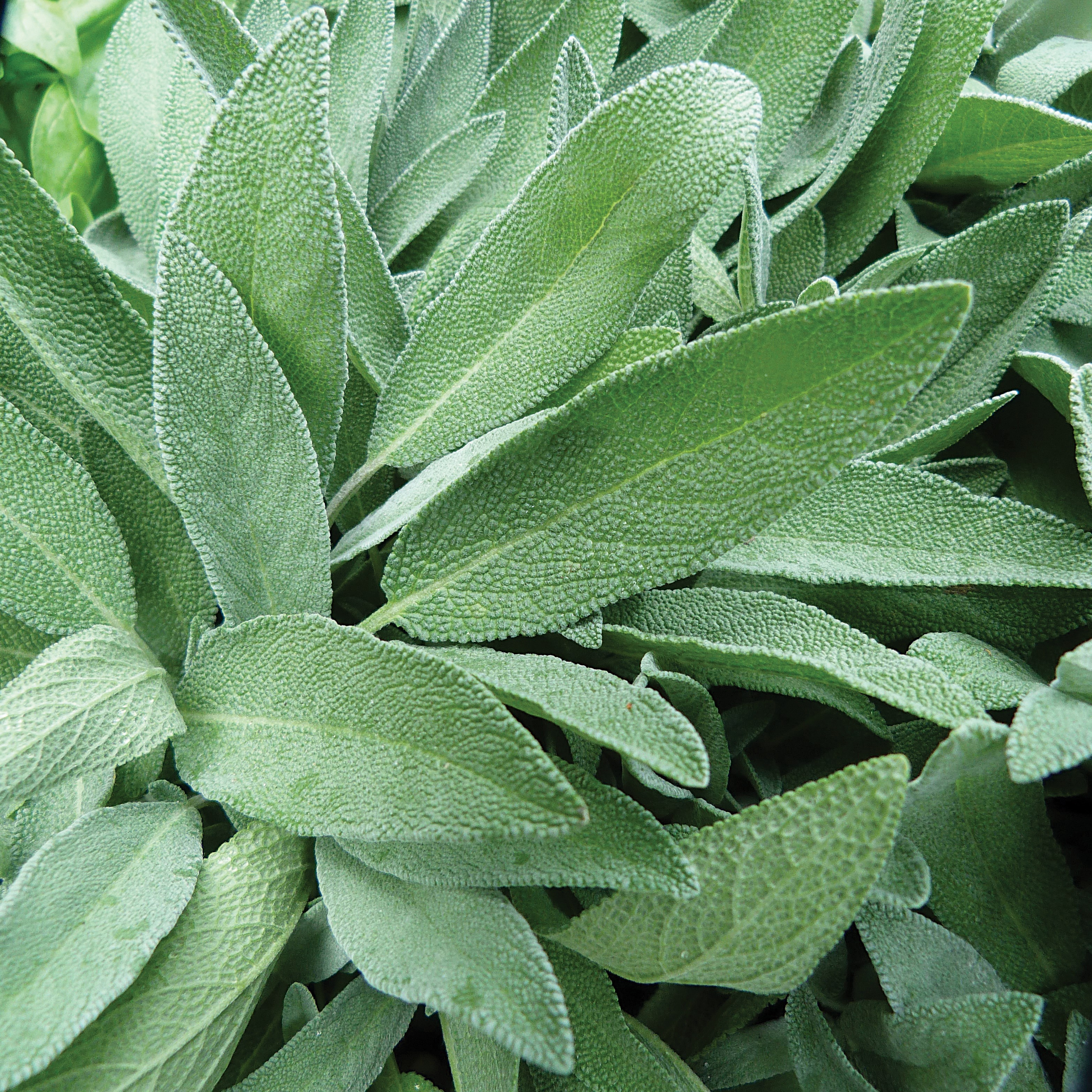 Sage 1oz
