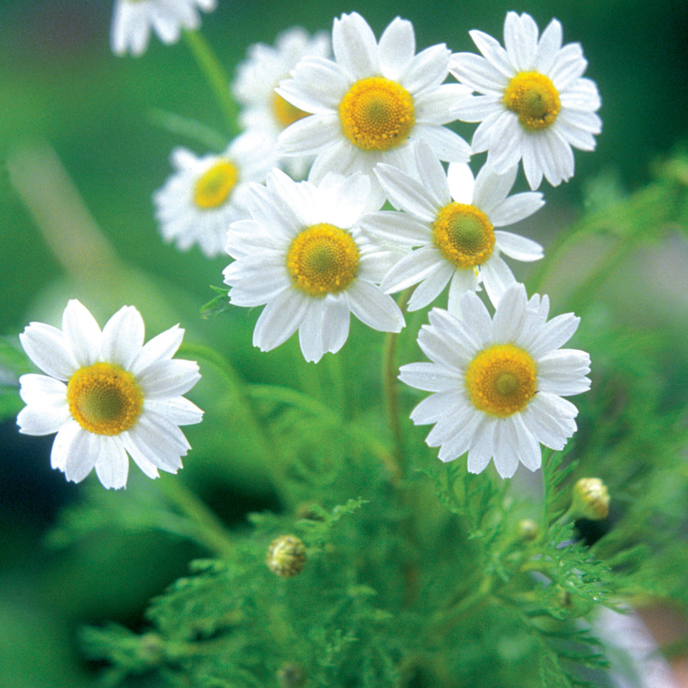 Chamomile, German 1/2oz